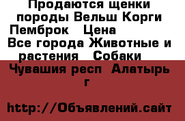 Продаются щенки породы Вельш Корги Пемброк › Цена ­ 40 000 - Все города Животные и растения » Собаки   . Чувашия респ.,Алатырь г.